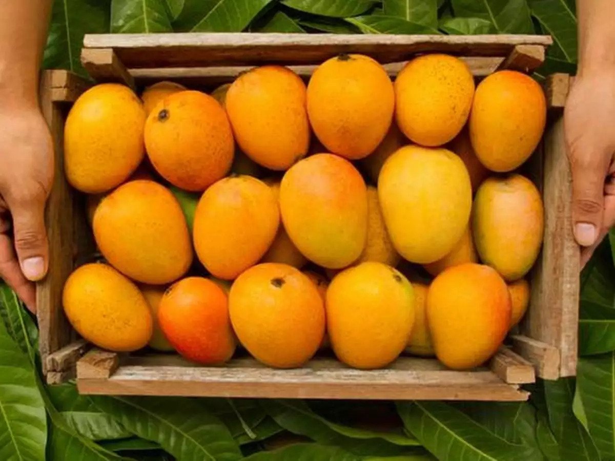 Mangoes-in-india